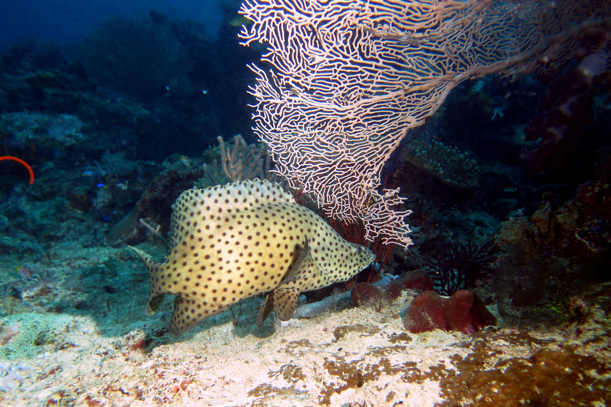 Cromileptes altivelis