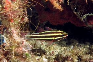 Ostorhinchus nigrofasciatus