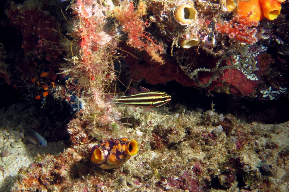 Ostorhinchus nigrofasciatus