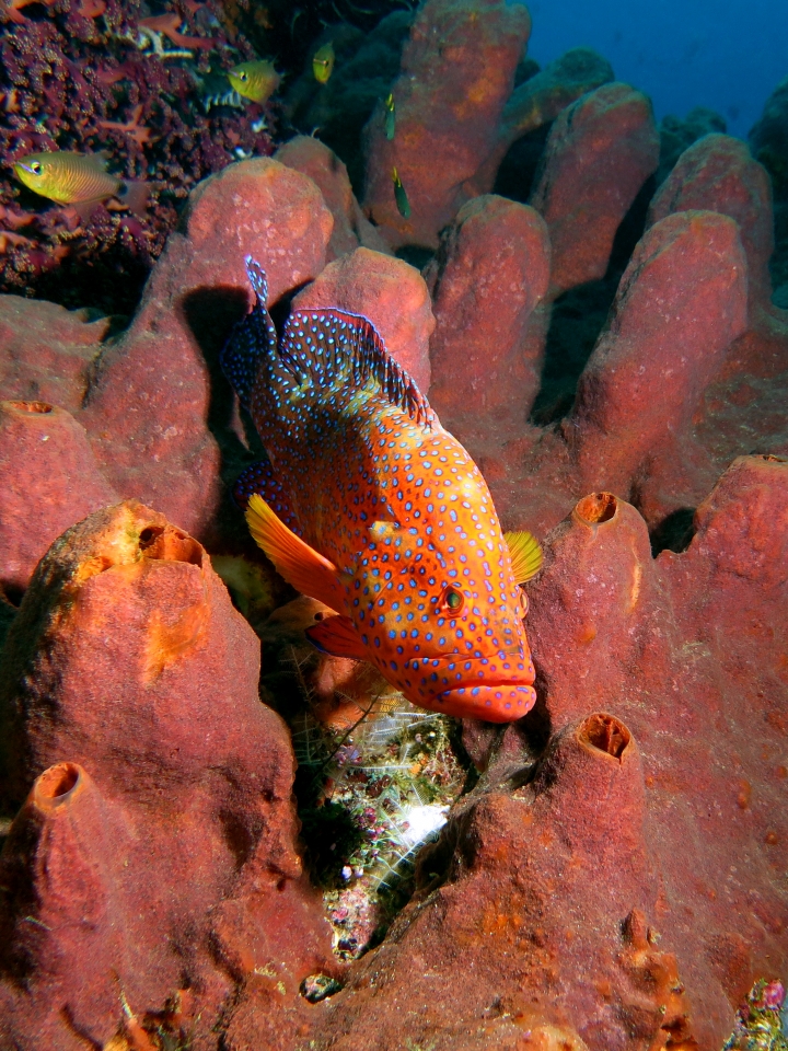 Cephalopholis miniata, Theonella swinhoei