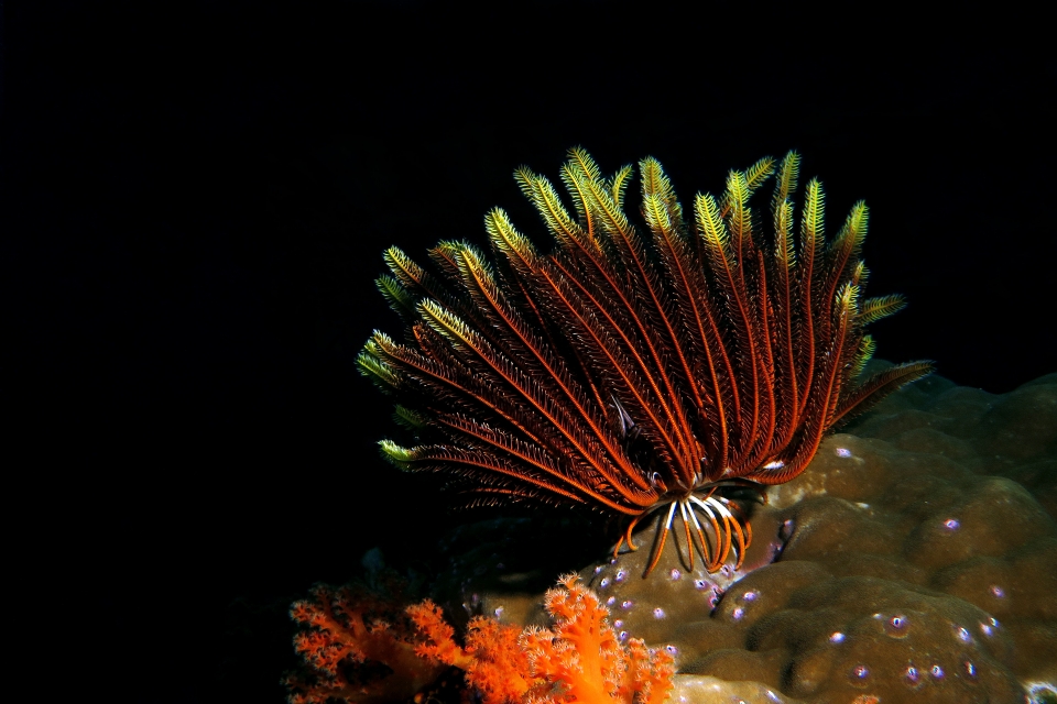 Stephanometra indica