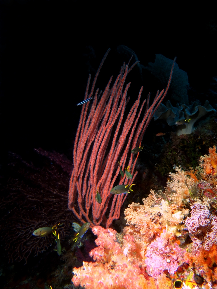 Ellisella ceratophyta, Neopomacentrus cyanomos