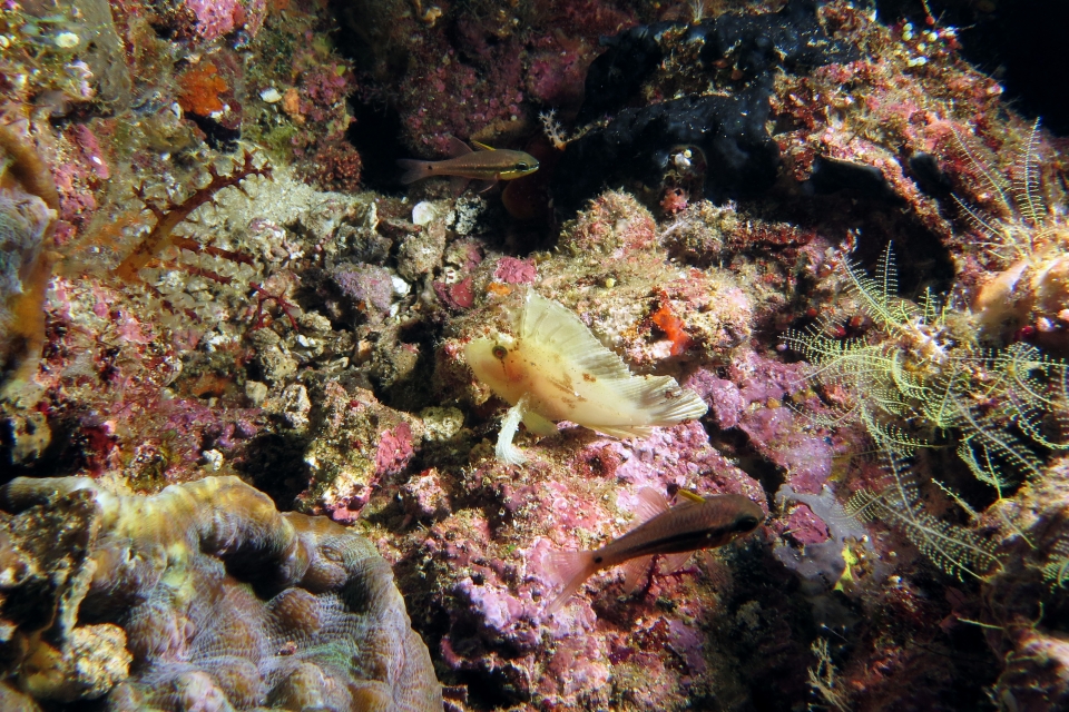 Taenianotus triacanthus, Pristiapogon kallopterus