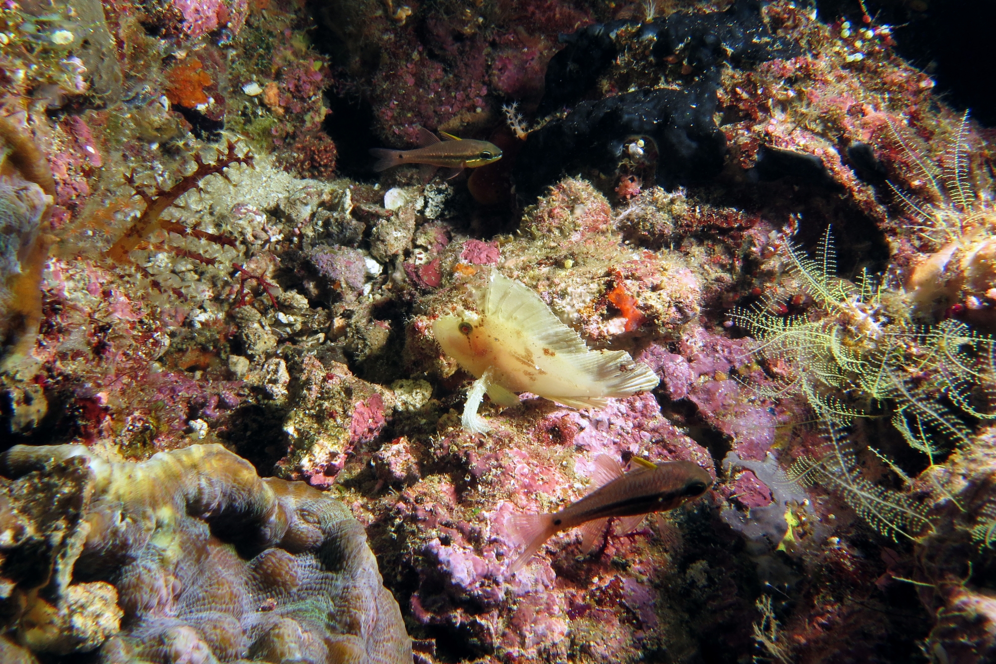 Taenianotus triacanthus, Pristiapogon kallopterus