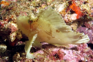 Taenianotus triacanthus