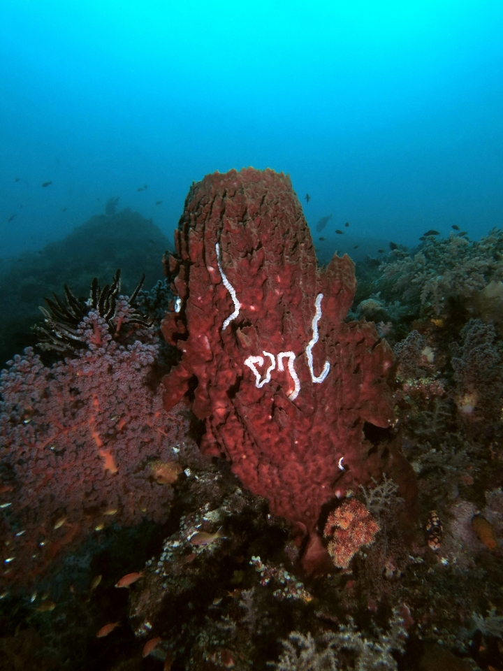 Xestospongia testudinaria, Synaptula lamperti