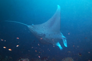 Mobula alfredi