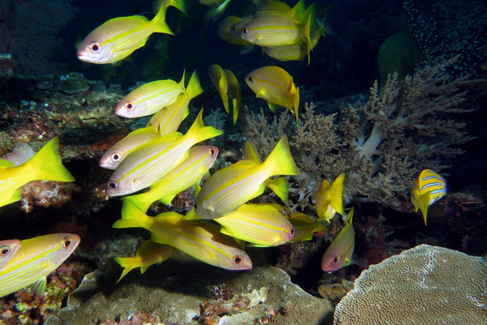 Lutjanus madras, Lutjanus kasmira