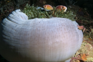 Amphiprion perideraion, Heteractis magnifica