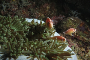 Amphiprion perideraion, Heteractis magnifica