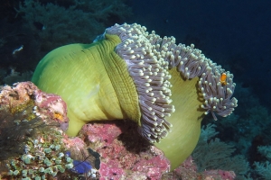 Heteractis magnifica, Amphiprion ocellaris