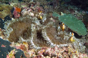 Amphiprion clarkii, Heteractis aurora