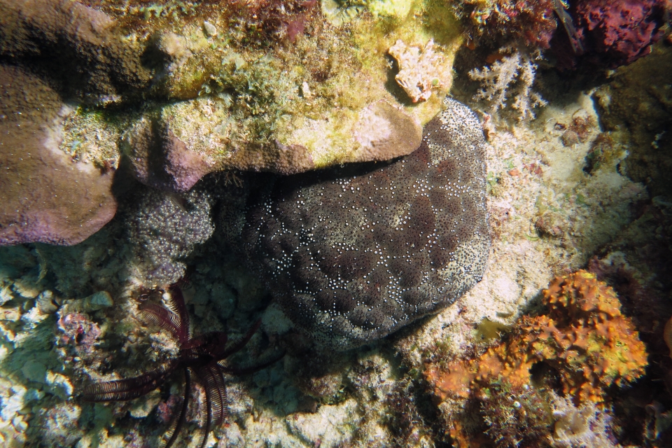 Culcita novaeguineae