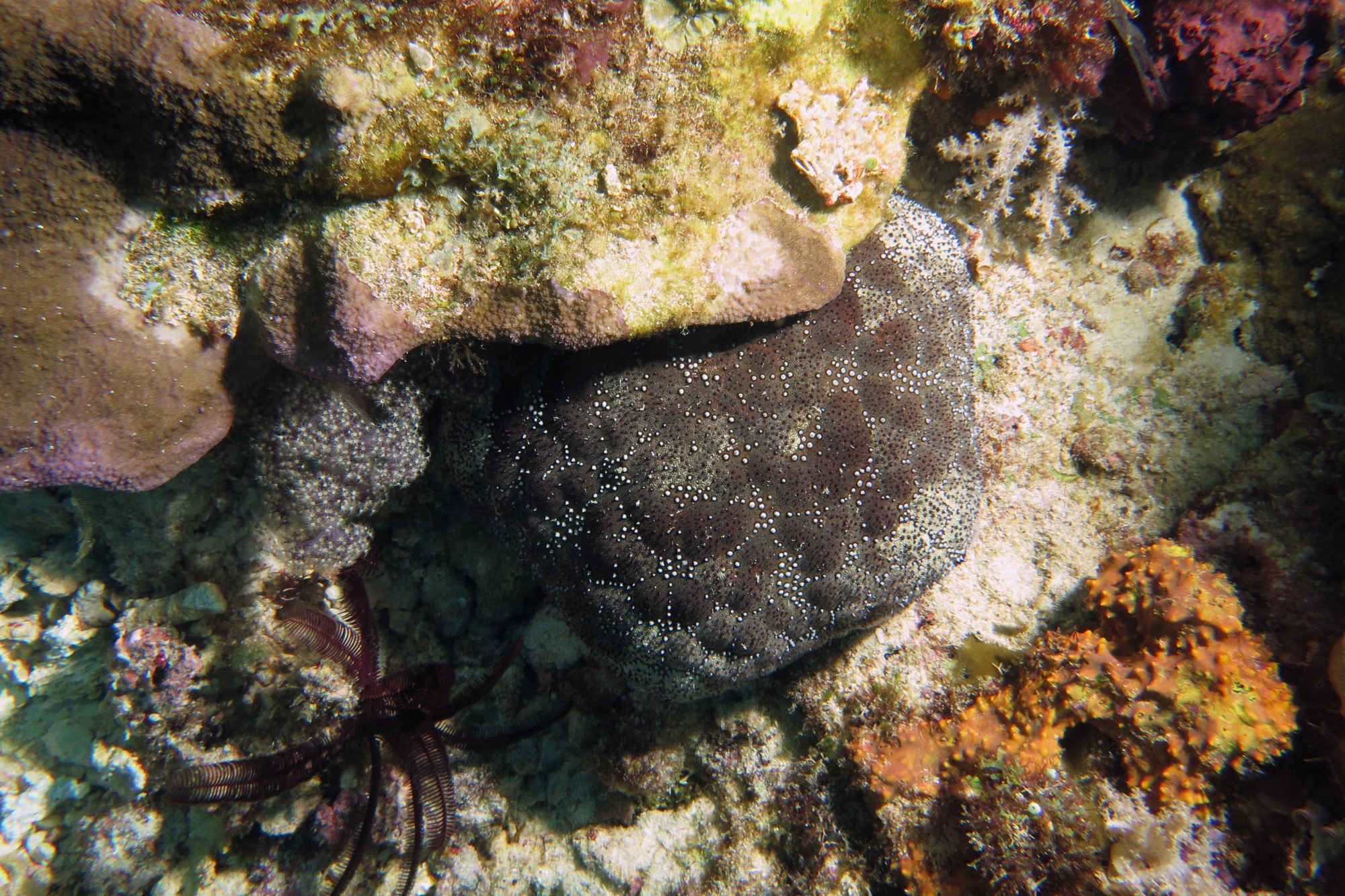 Culcita novaeguineae
