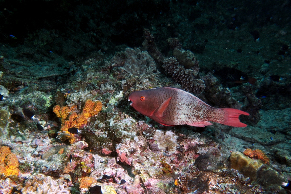 Scarus rubroviolaceus