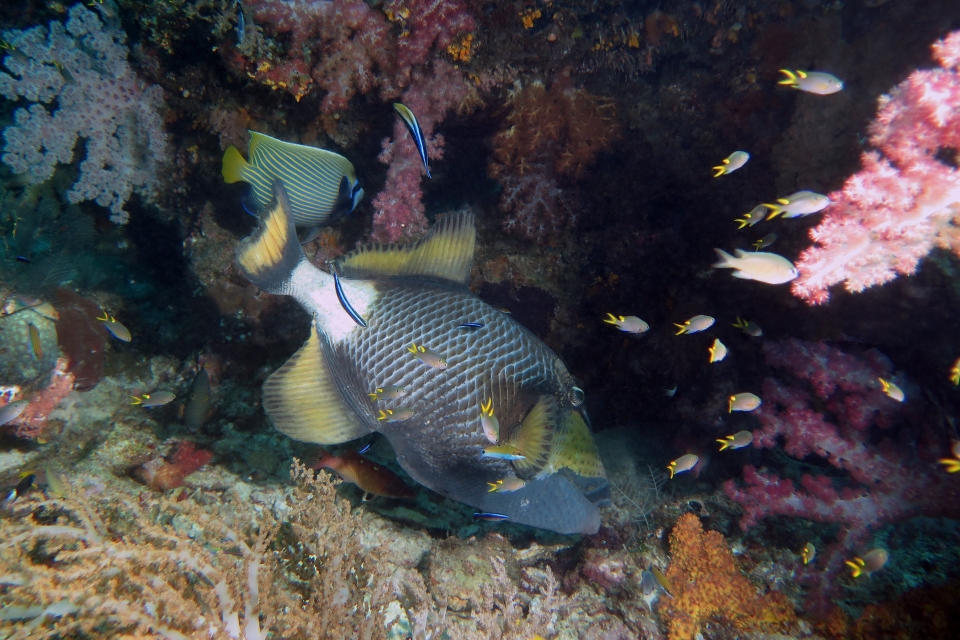 Balistoides viridescens, Pomacanthus imperator