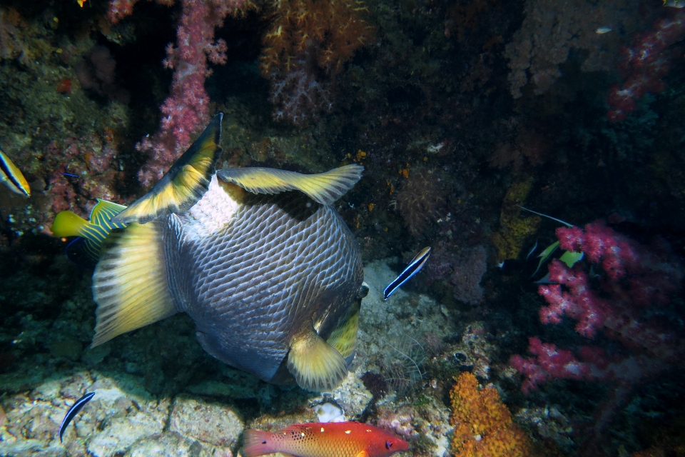 Balistoides viridescens, Labroides dimidiatus