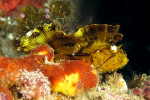 Taenianotus triacanthus, Leucetta sp.