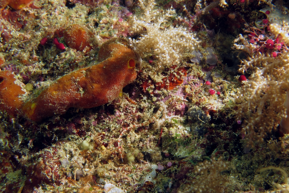 Corythoichthys benedetto