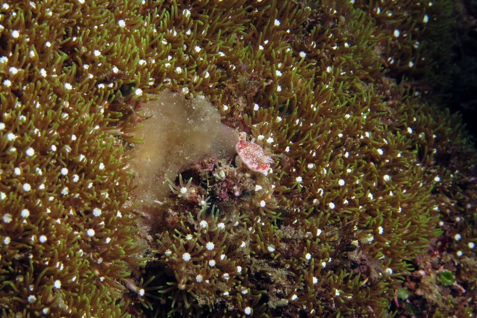 Goniobranchus reticulata, Clavularia sp.