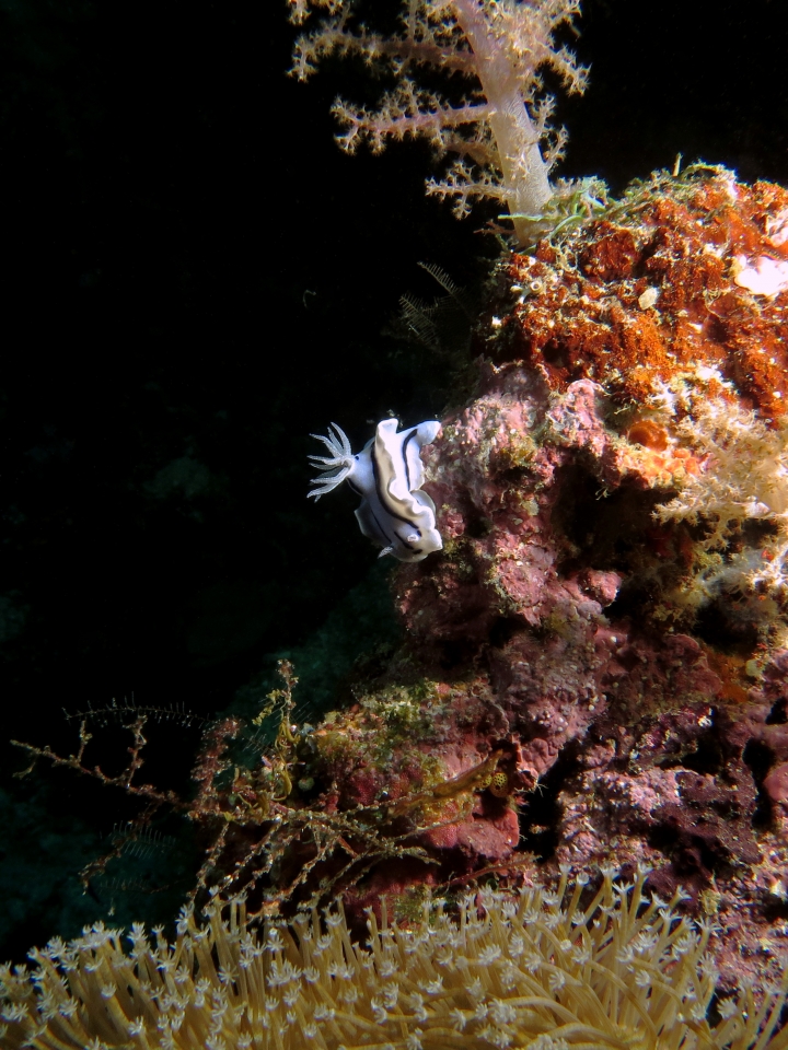 Chromodoris Willani