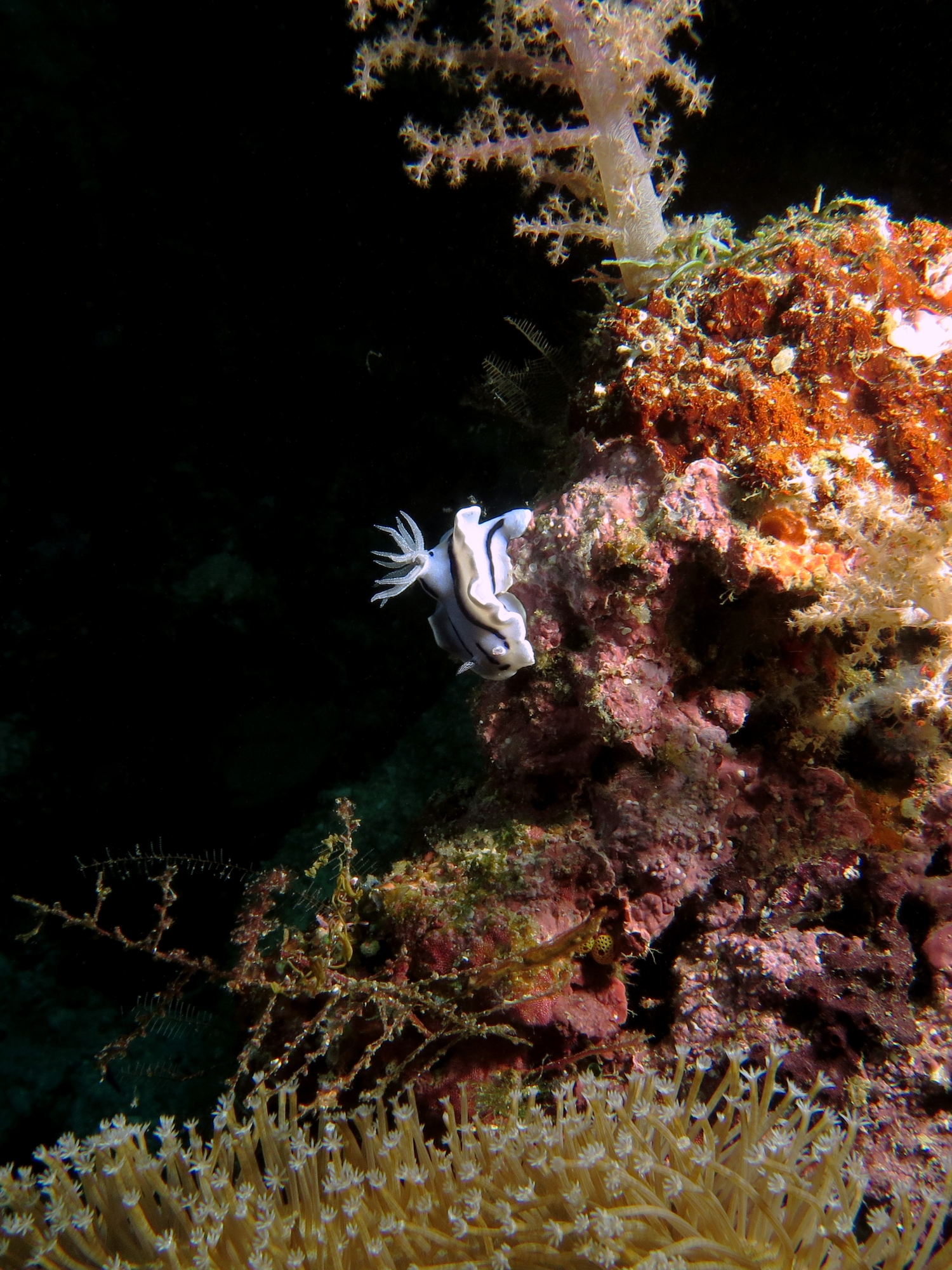 Chromodoris Willani
