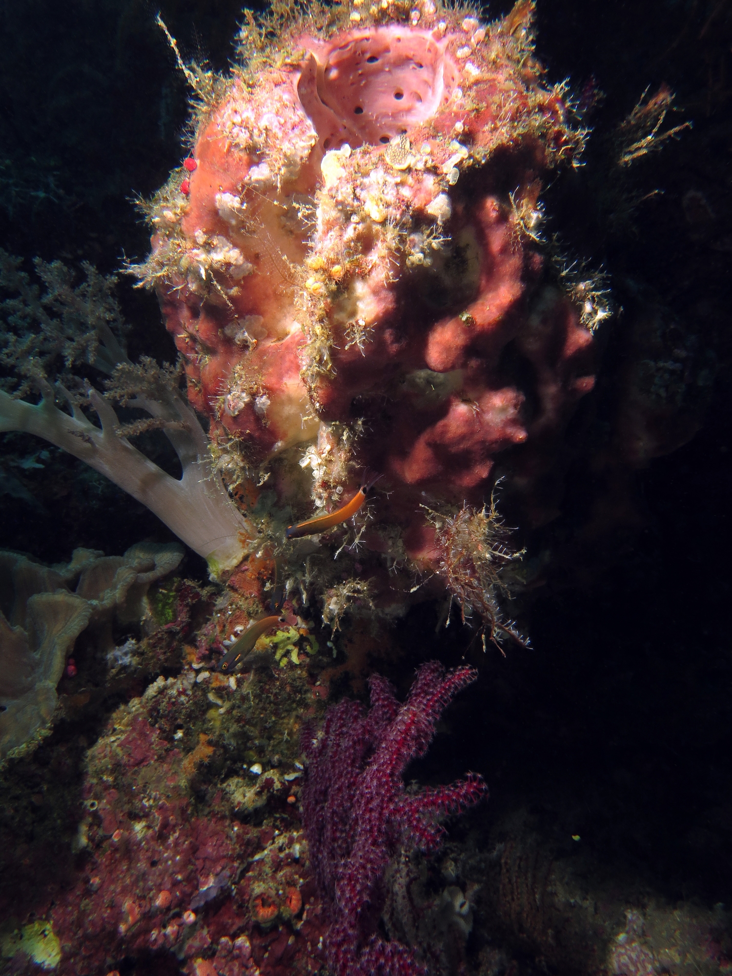 Escenius stigmatura, Theonella swinhoei