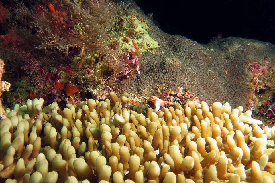 Eviota pellucida