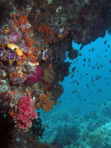 Récif corallien