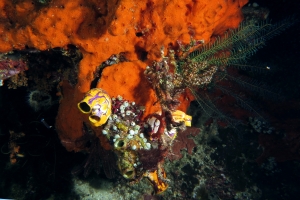 Polycarpa aurata, Atriolum robustum, Polycarpa pigmentata