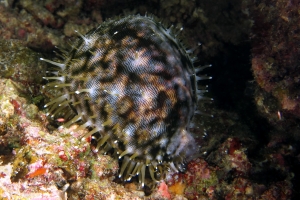 Cypraea tigris