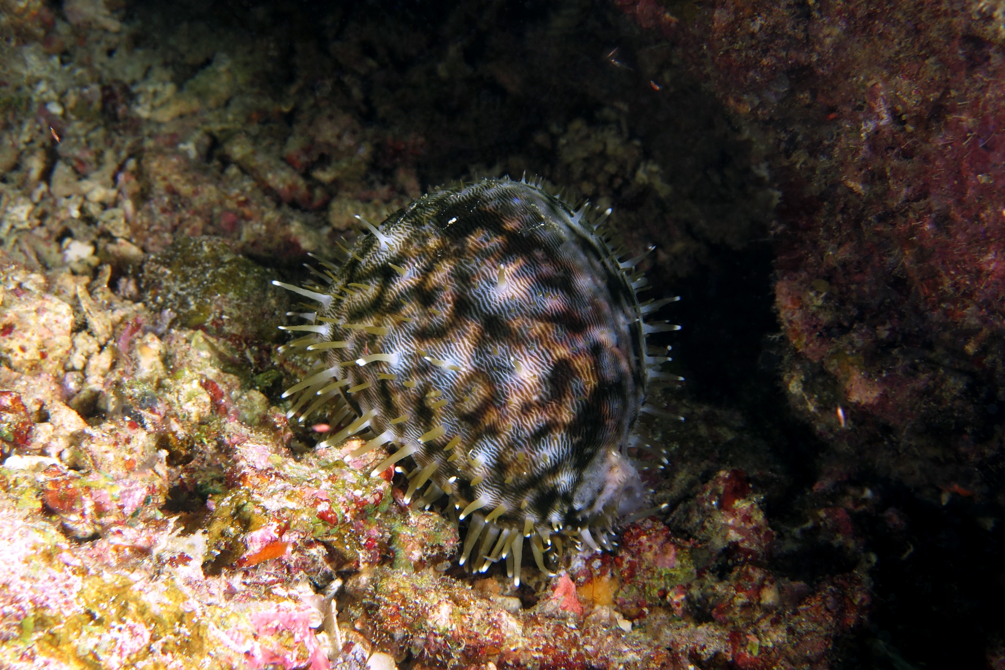 Cypraea tigris
