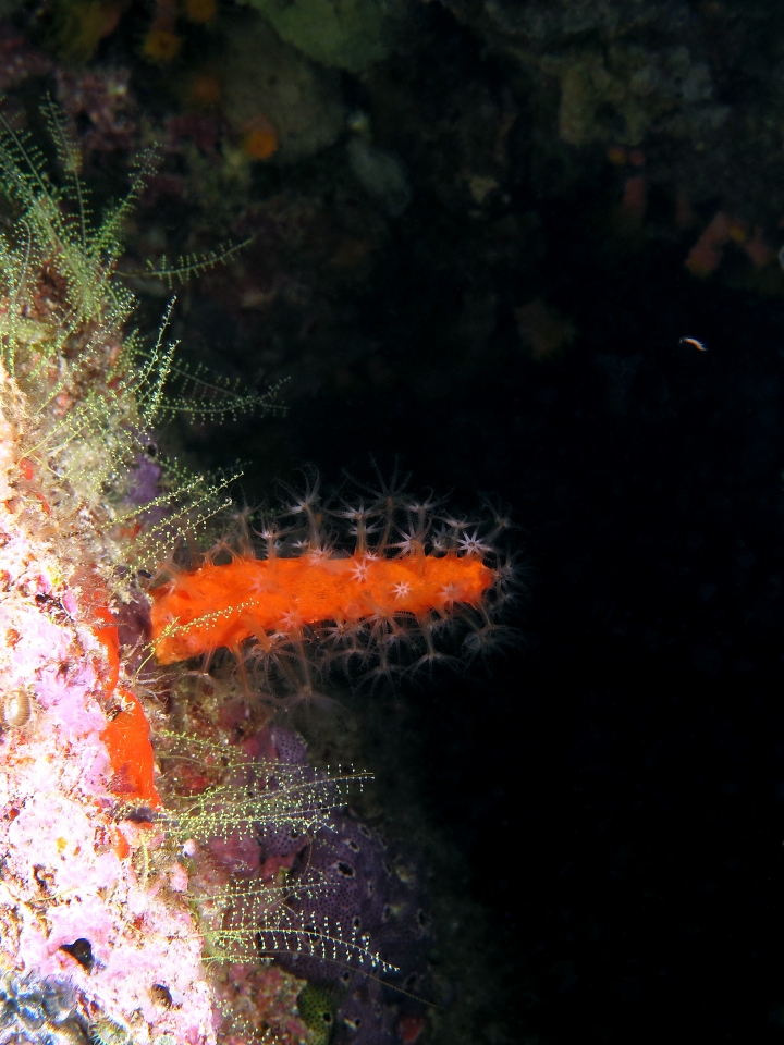 Paraminabea aldersladei