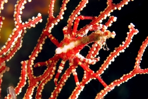 Xenocarcinus depressus, Astrogorgia dumbea