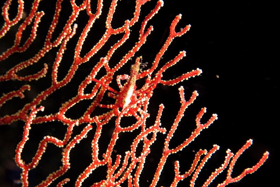 Xenocarcinus depressus, Astrogorgia dumbea