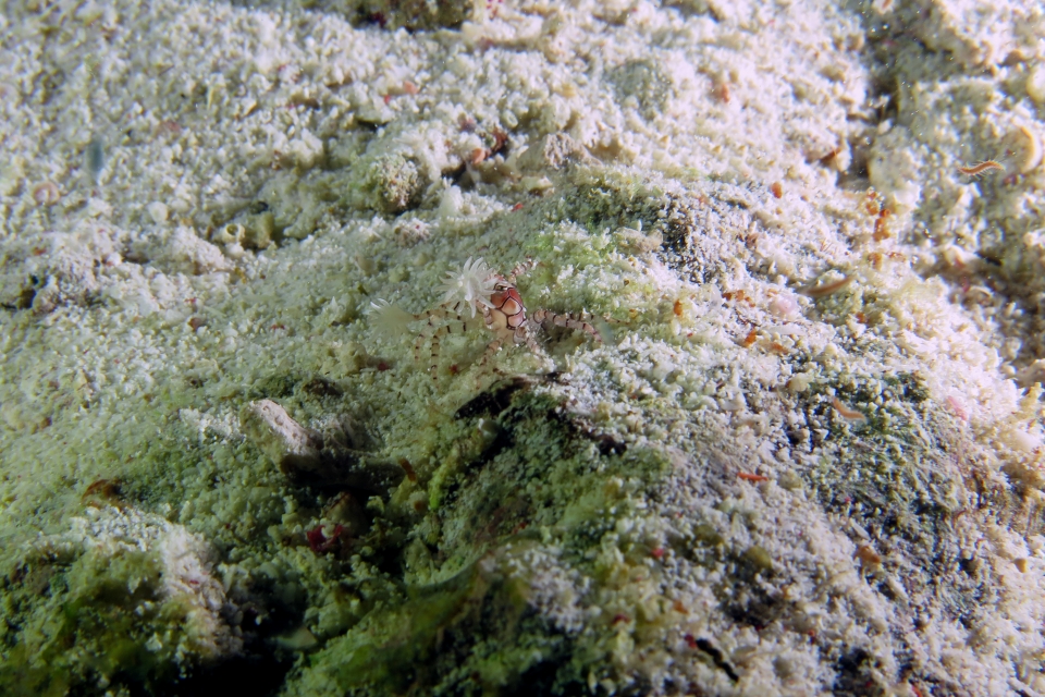 Lybia tessellata