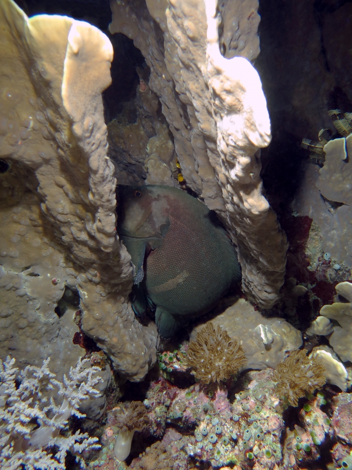 Aethaloperca rogaa