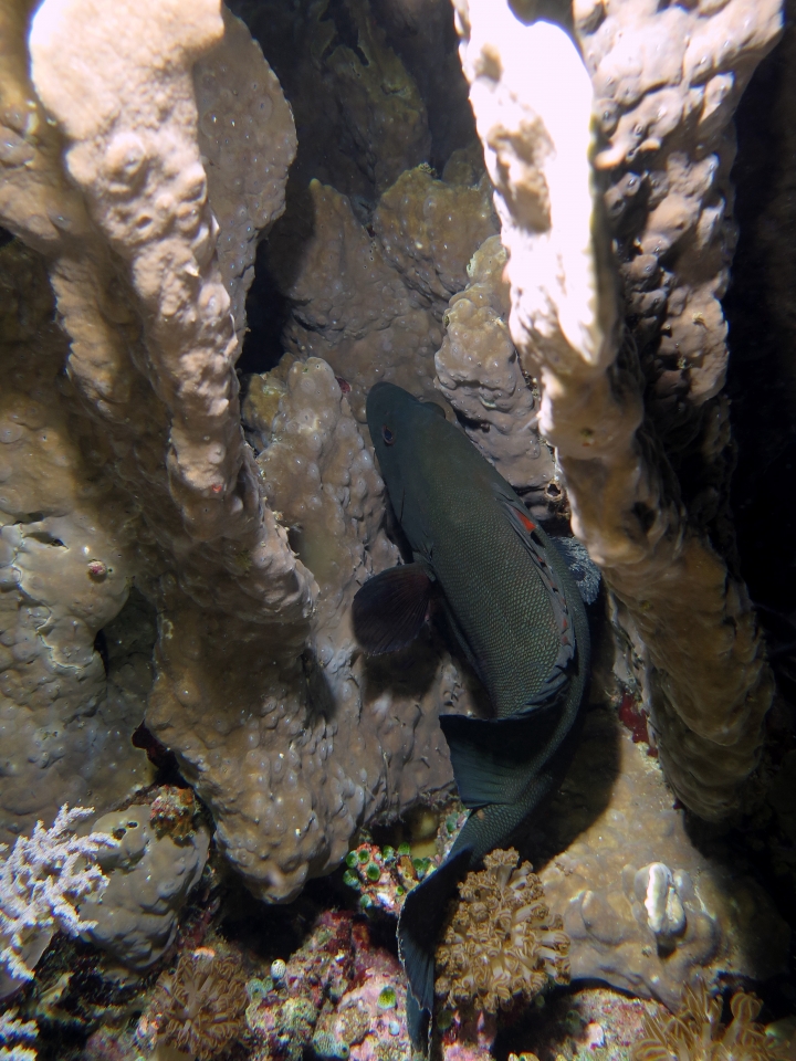 Aethaloperca rogaa
