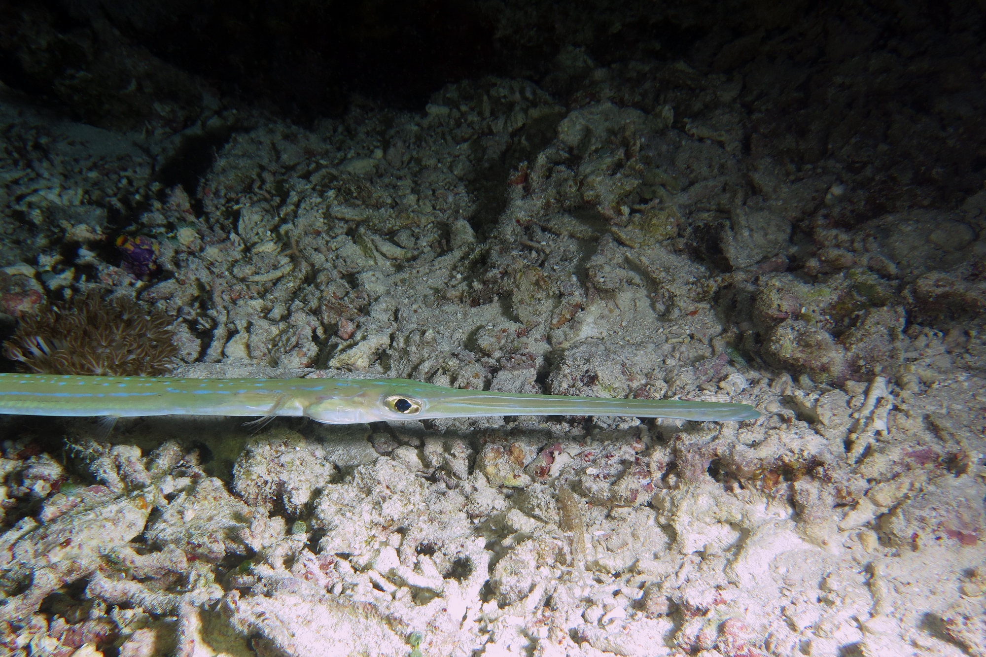 Fistularia commersonii