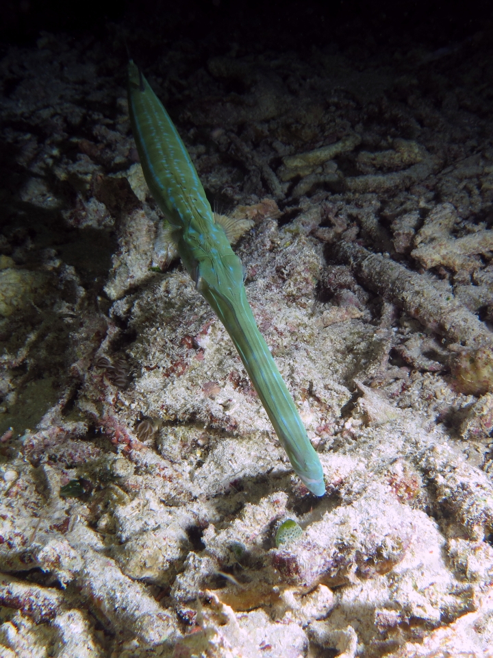 Fistularia commersonii