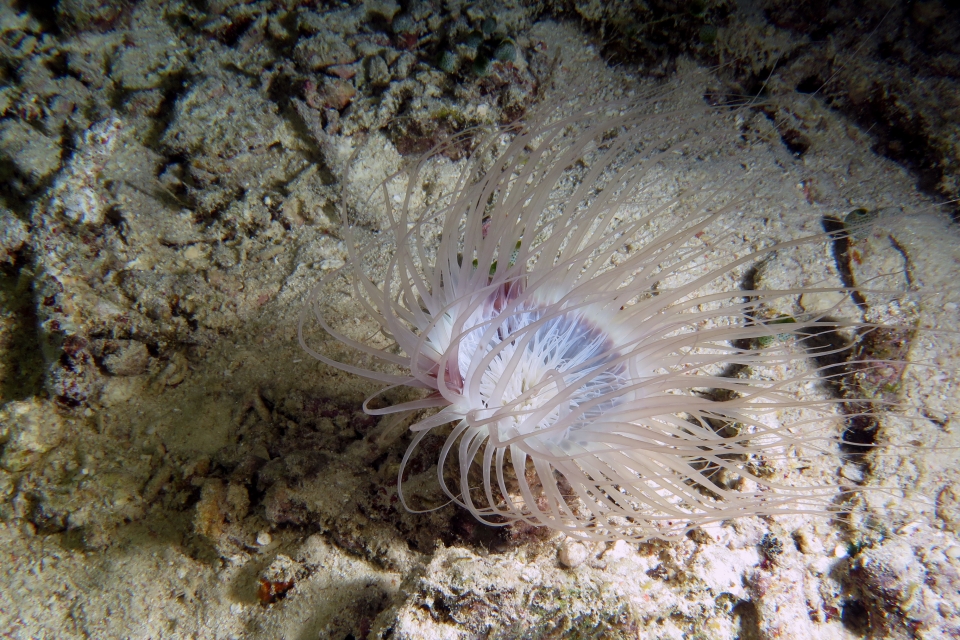 Cerianthus filiformis