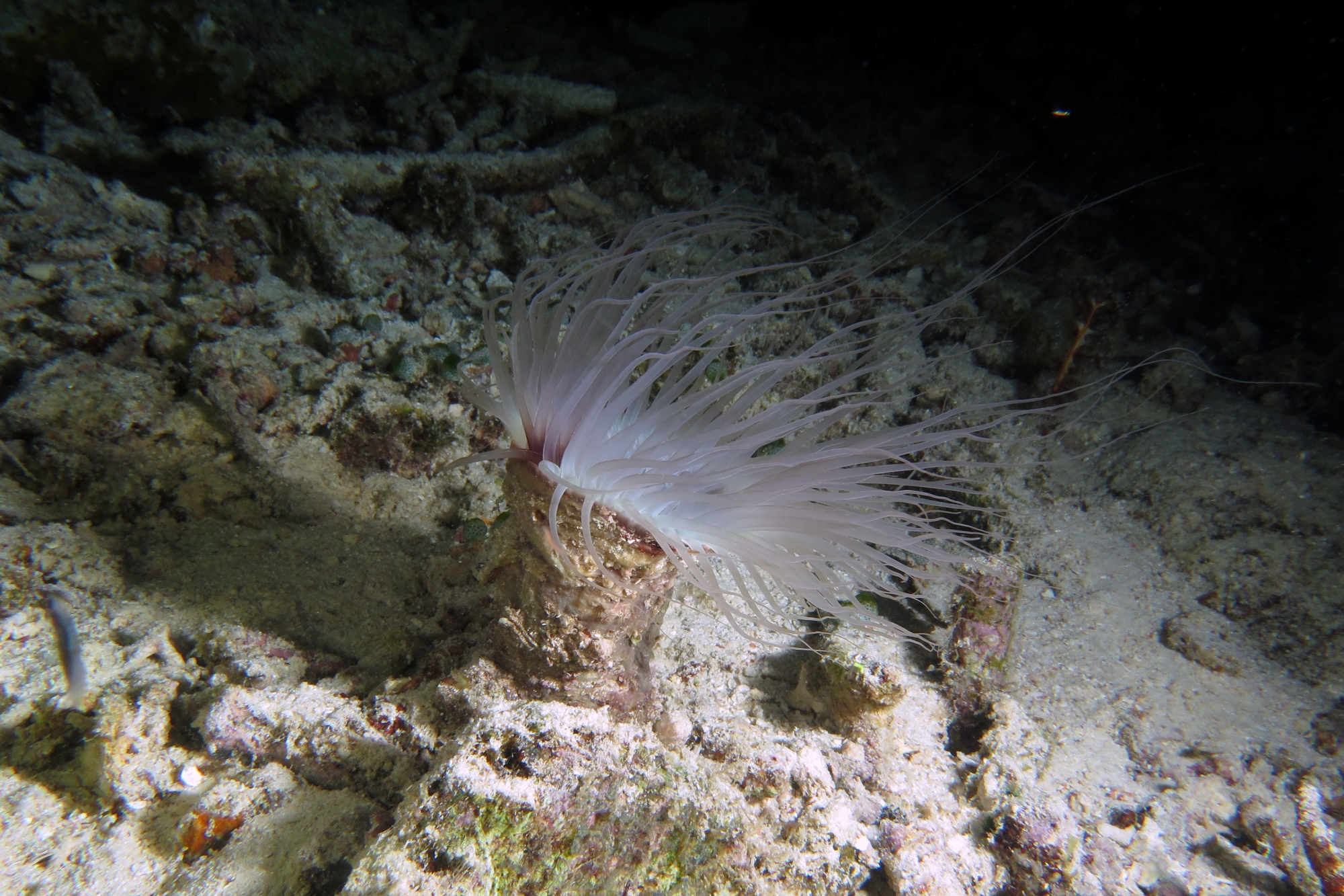 Cerianthus filiformis