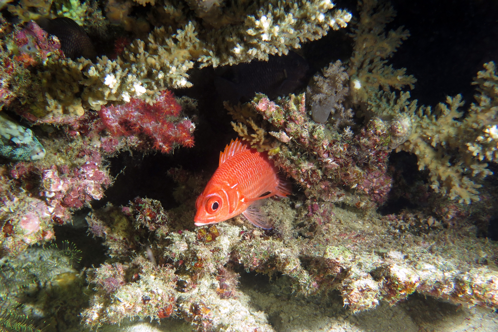Sargocentron caudimaculatum