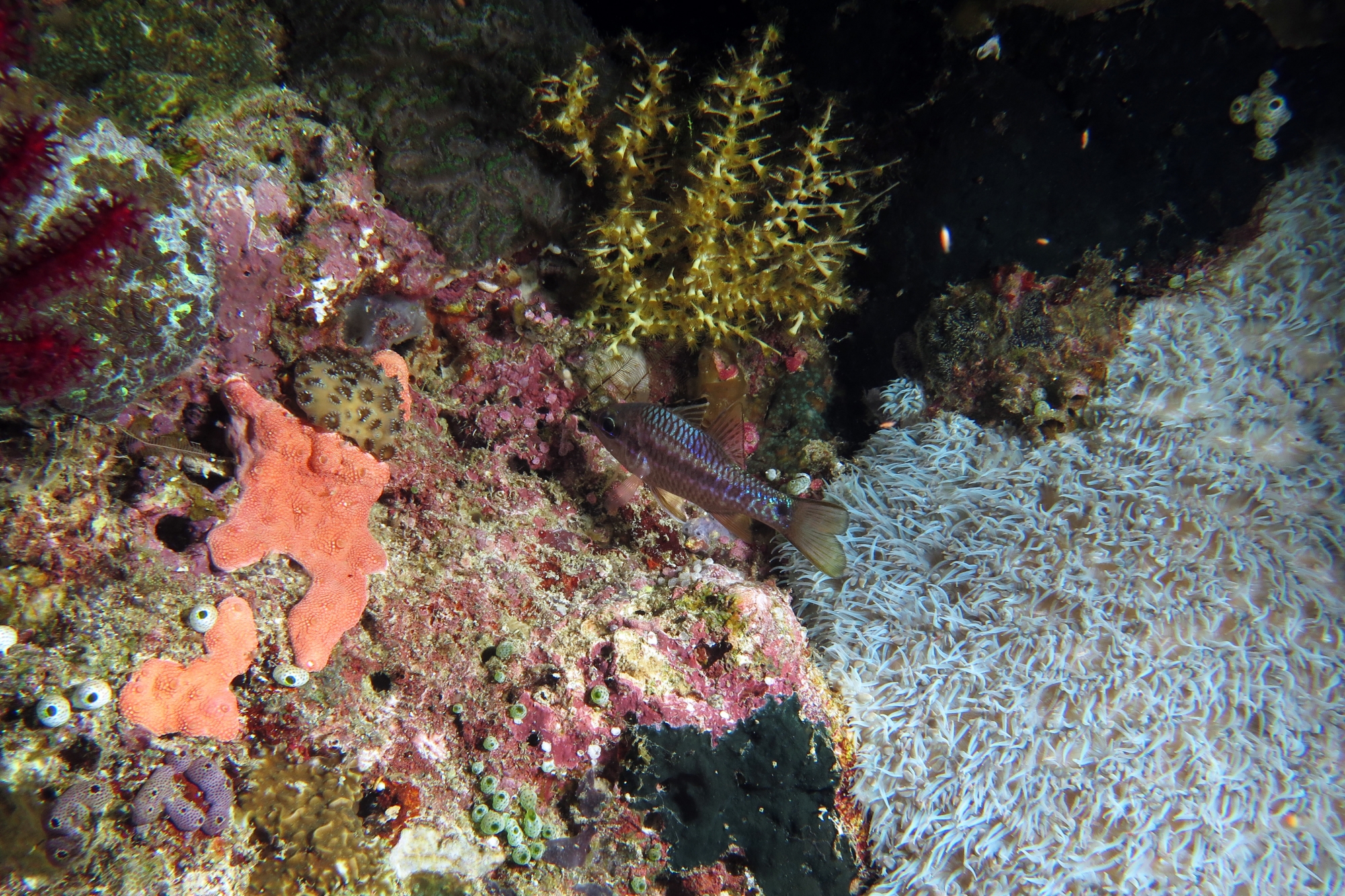 Pristiapogon exostigma