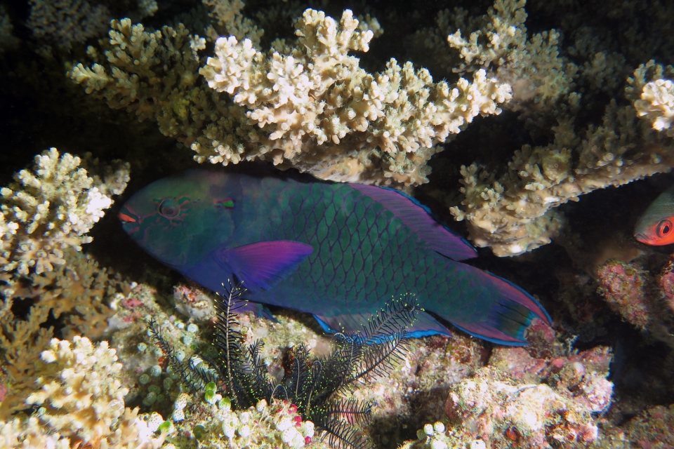 Scarus niger