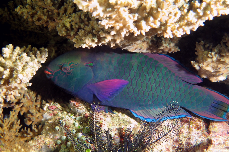 Scarus niger