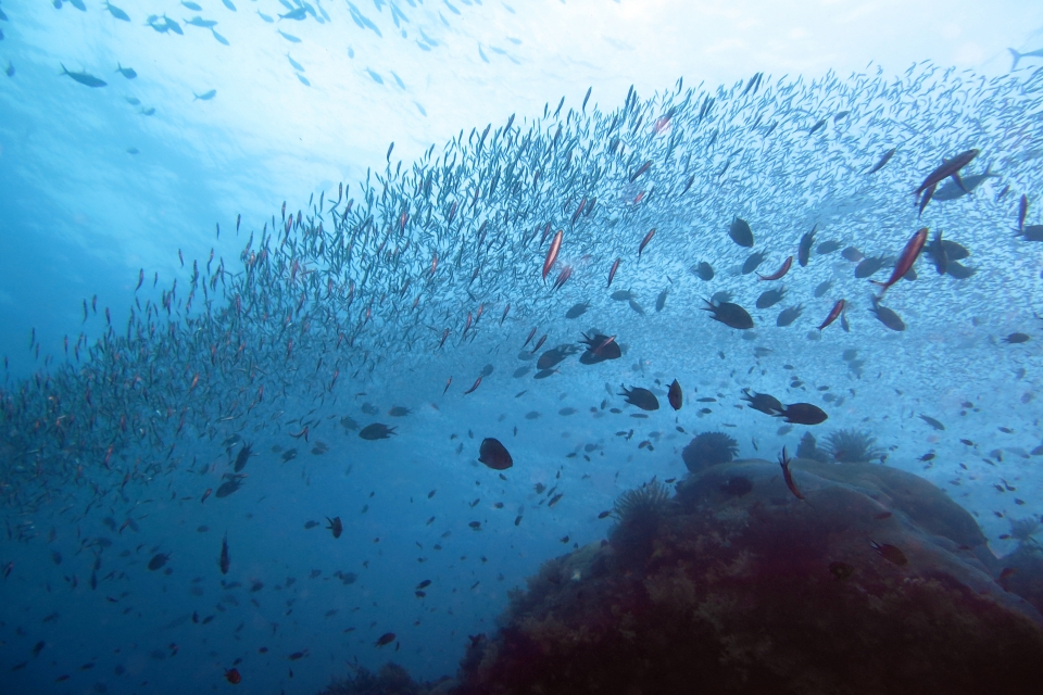 Ballet de bancs de poissons au-dessus du récif