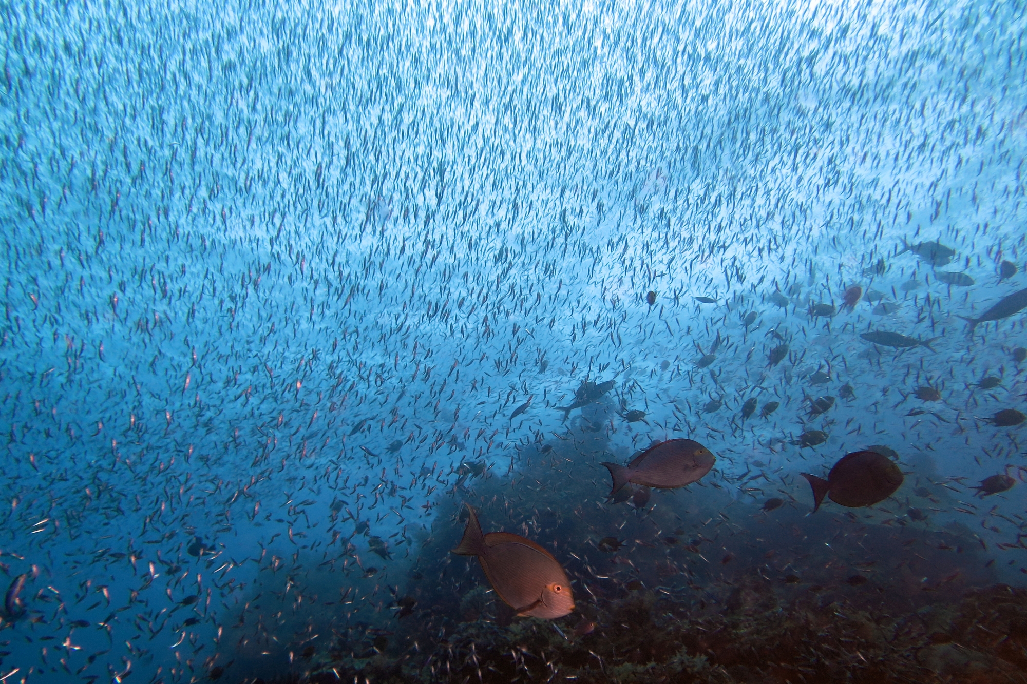Acanthurus mata