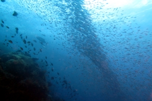 Chorégraphie unique entre les différents bancs de poissons