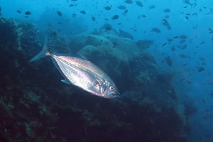 Carangoides plagiotaenia